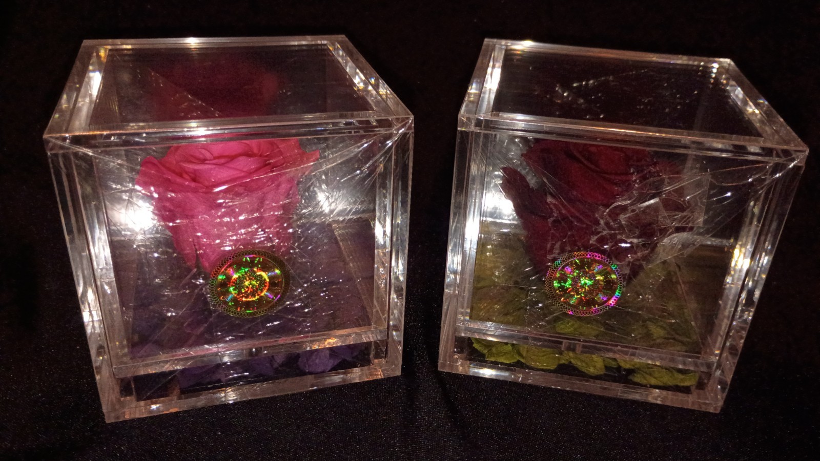 🌹Empress Flora 🌹Preserved Roses in 4″ x 4″ Acrylic Cases🌹Set of 2