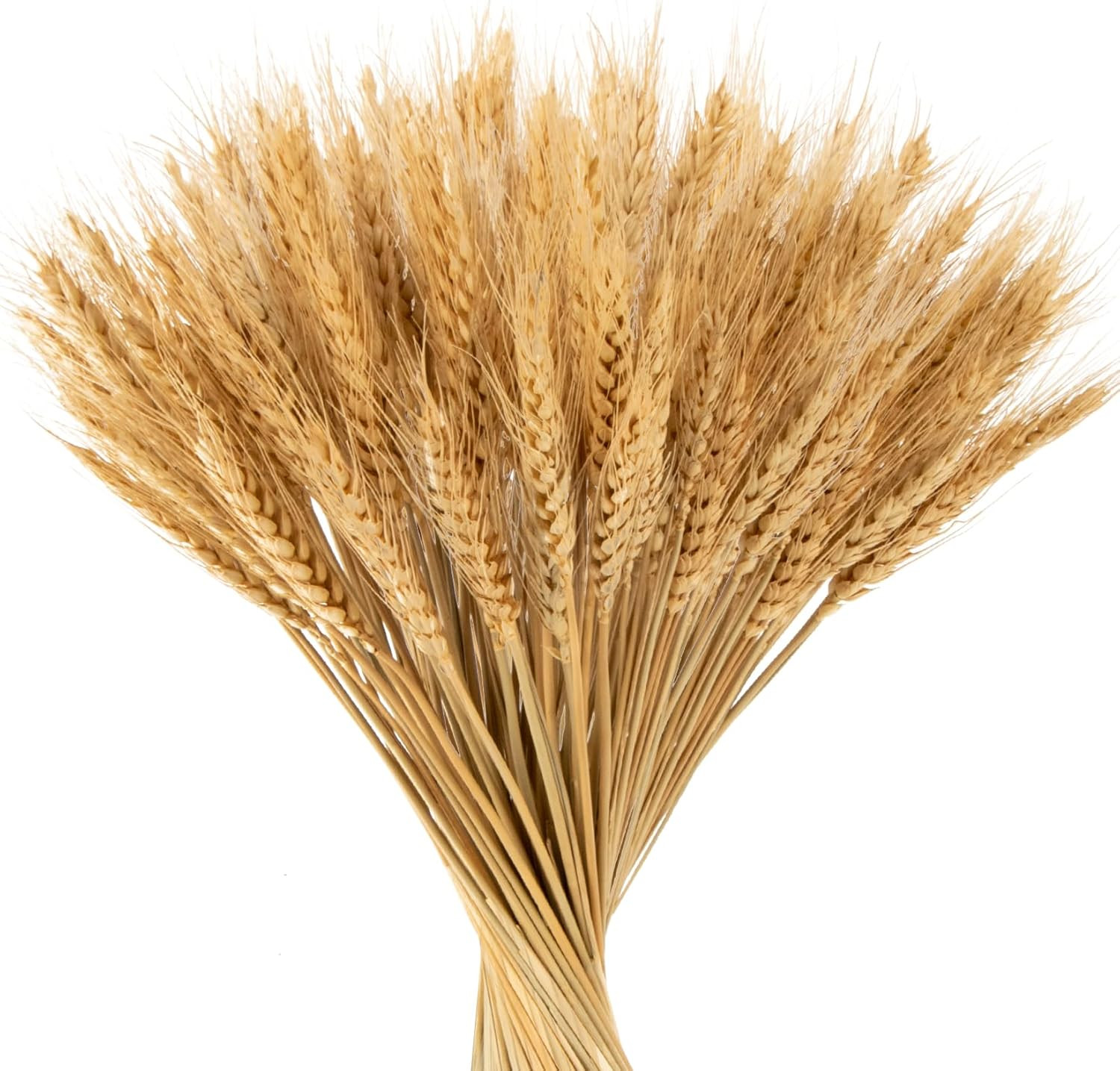 Dried Wheat Stalks for Decor – 100 Stems Natural Wheat Straw for Vases and Table