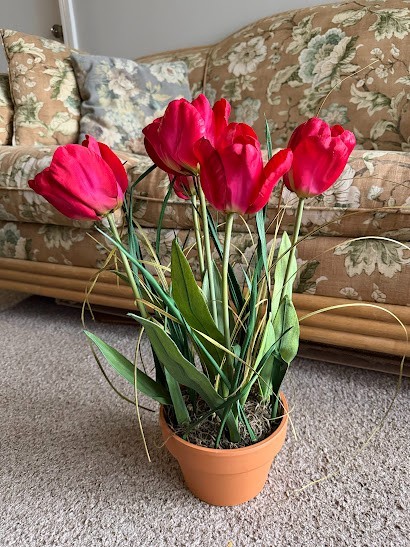 Spring flower bouquet of Red tulips in a pot (5 pieces)
