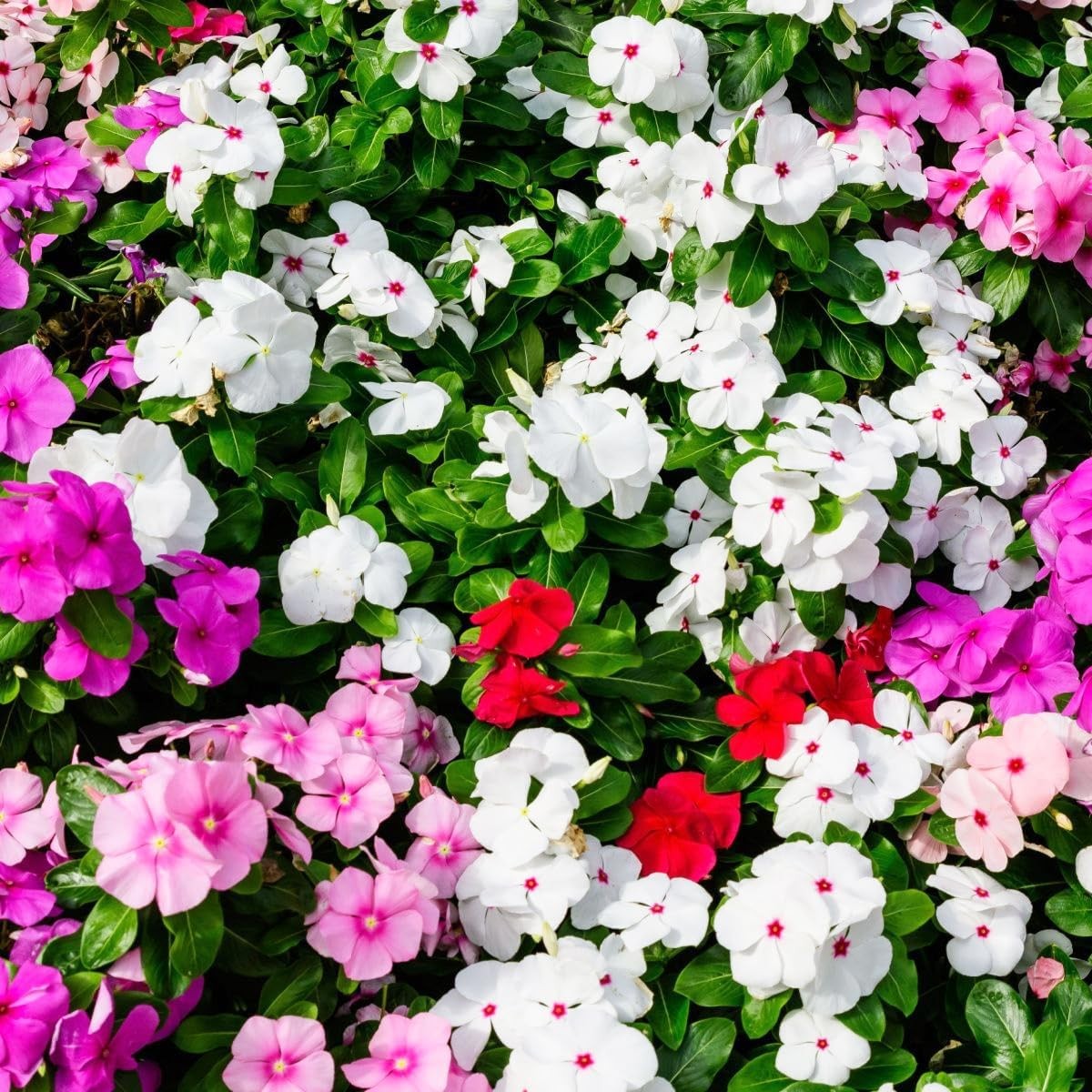 1000+Perennial Vinca Periwinkle Flower Seed for Planting-Non-GMO Heirloom Annual