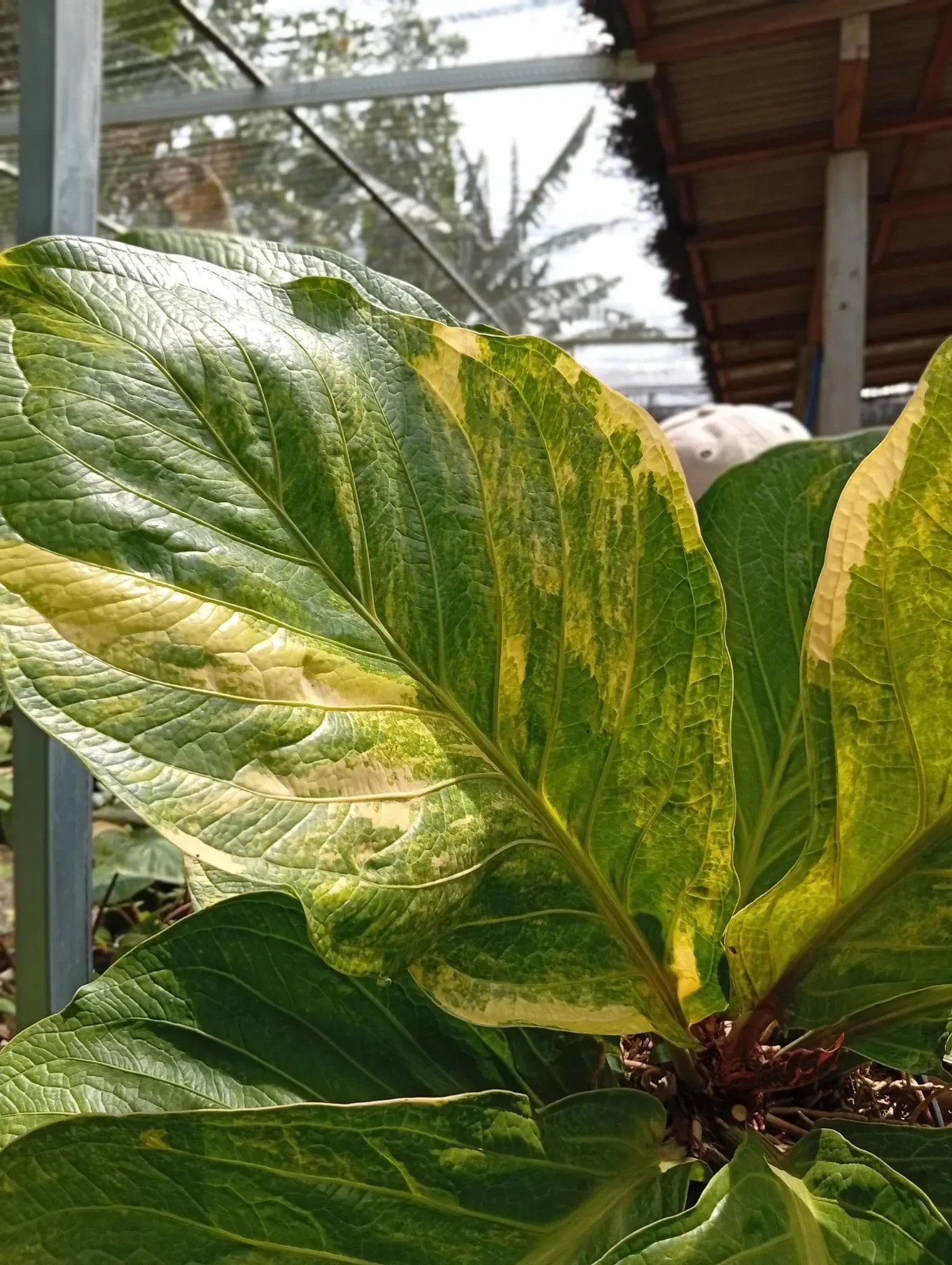 Real Picture Anthurium Jemanii Cobra Batik Variegated Big Size