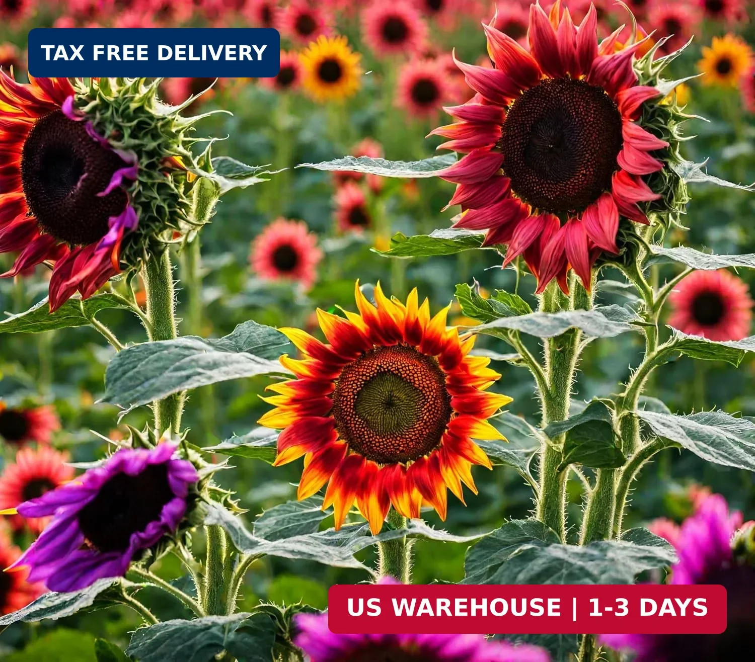 100 Pcs Multicolor Dwarf Variegated Sunflower Seeds Home Garden Decor Plant