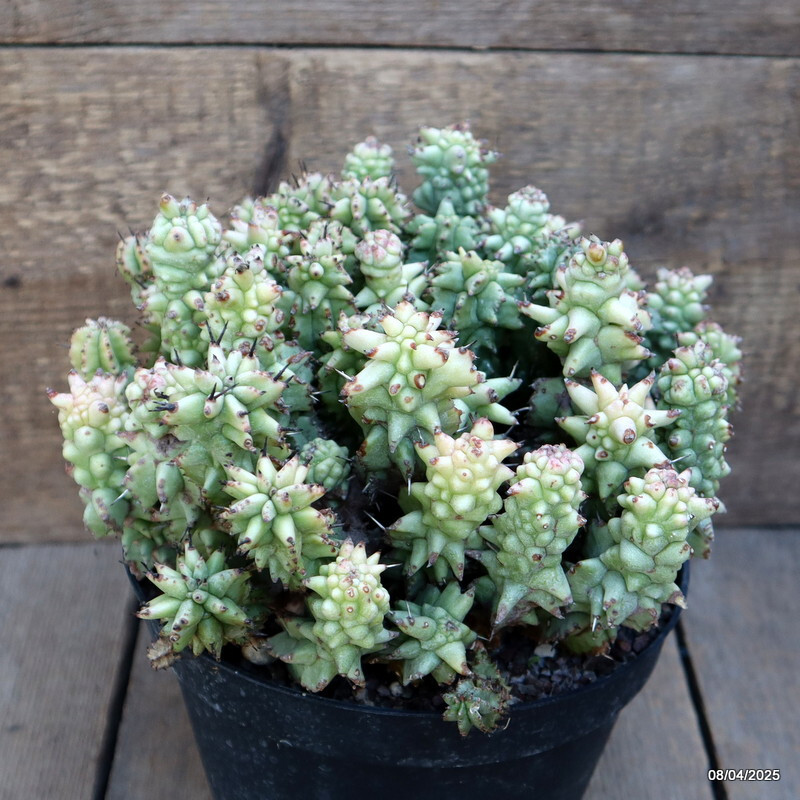 A8500 EUPHORBIA HORRIDA MONSTER pot18-H17-W26 cm MaMa Cactus