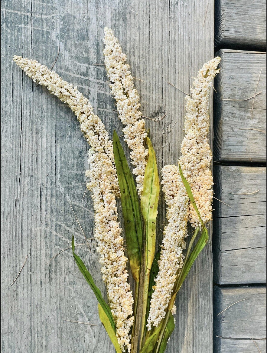 Cream Millet Stem, 30” Bundle Of 3