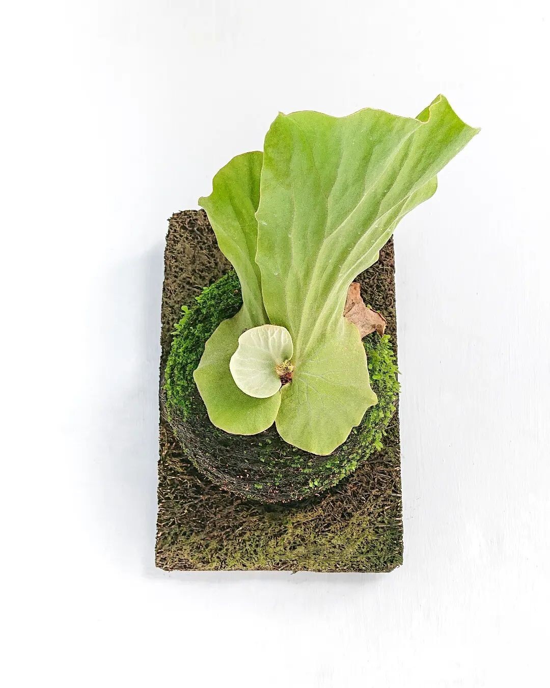 Platycerium Elephantotis + Phytosanitary Cert