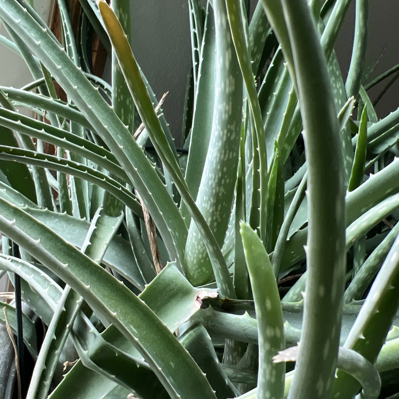 Lot Of 5 Aloe Vera Live Plants 4-6 With Established Roots