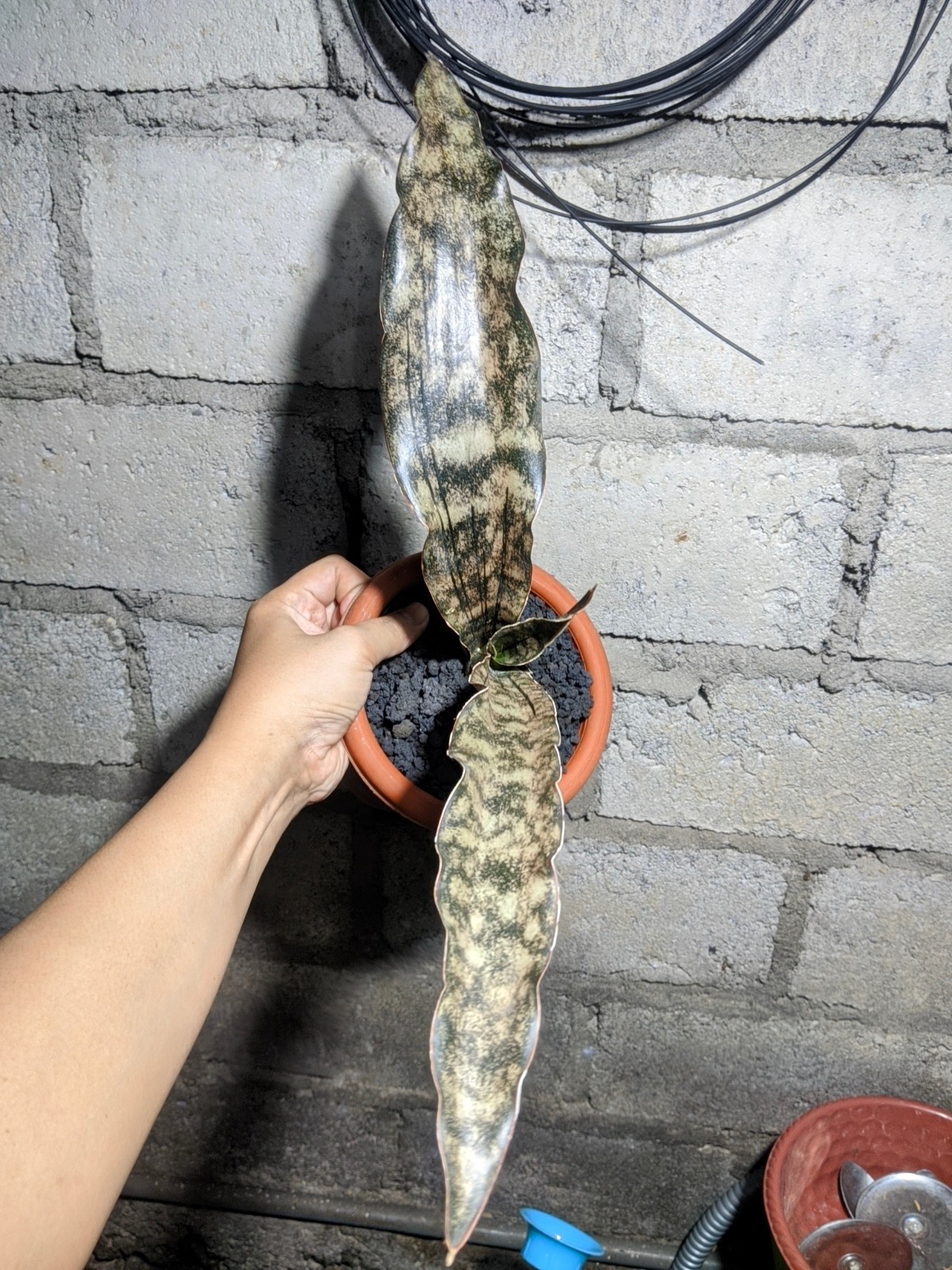 Sanseivieria Brown Kirki Real Picture