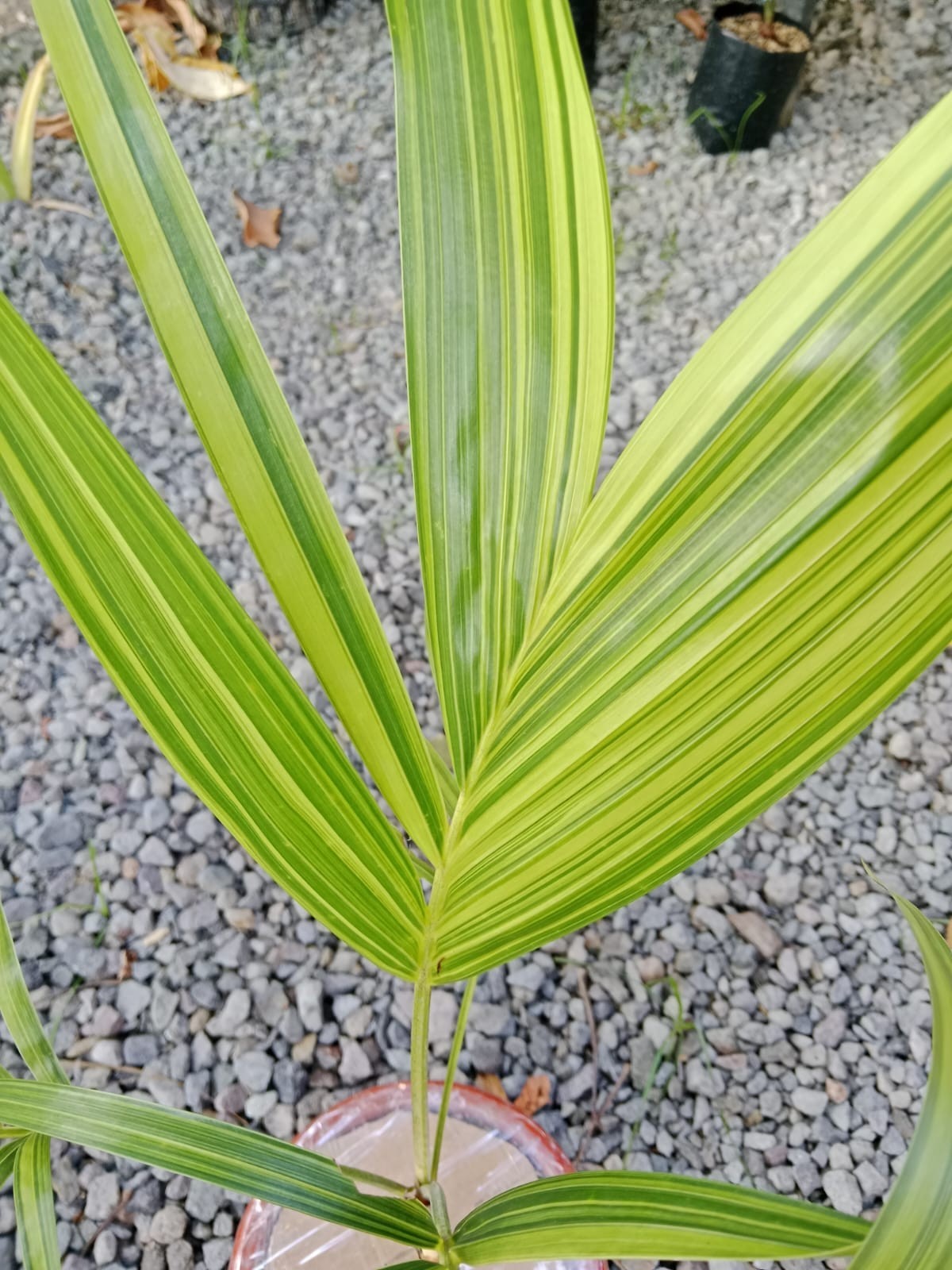 Real Palm Chamaedorea Elegans Variegata Live | Rare Variegated Parlor Palm