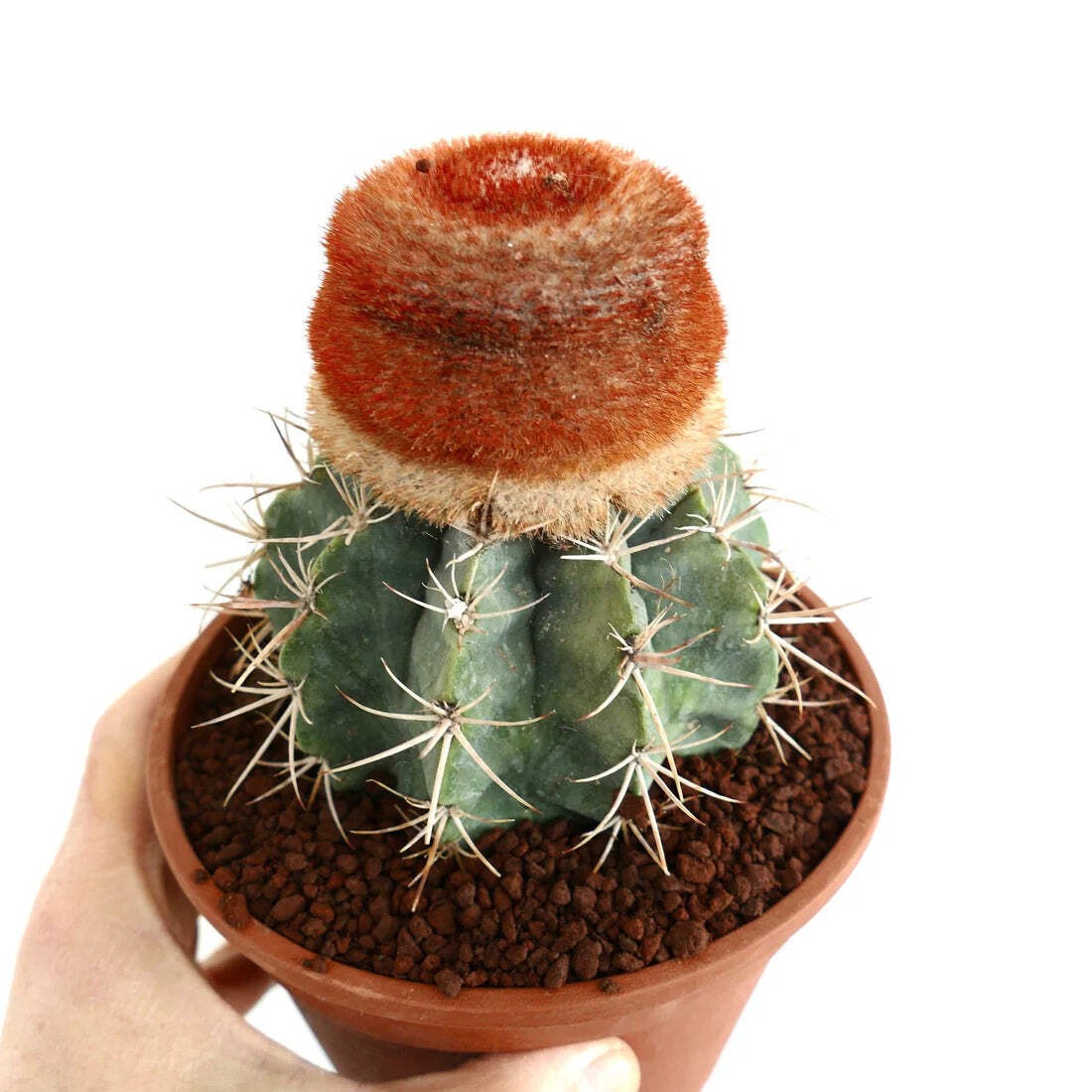 Melocactus diersianus HU404 100 SEEDS – Rare Cactus SEEDS