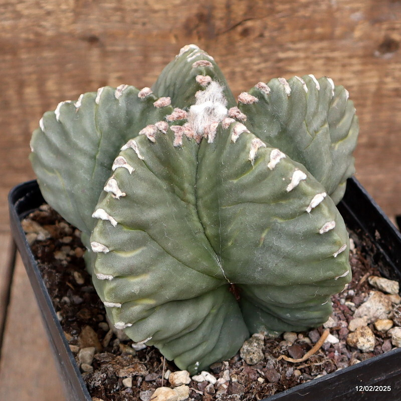 D2991 ASTROPHYTUM MYRIOSTIGMA NUDUM KIKKO pot14-H11-W14 cm MaMa Cactus