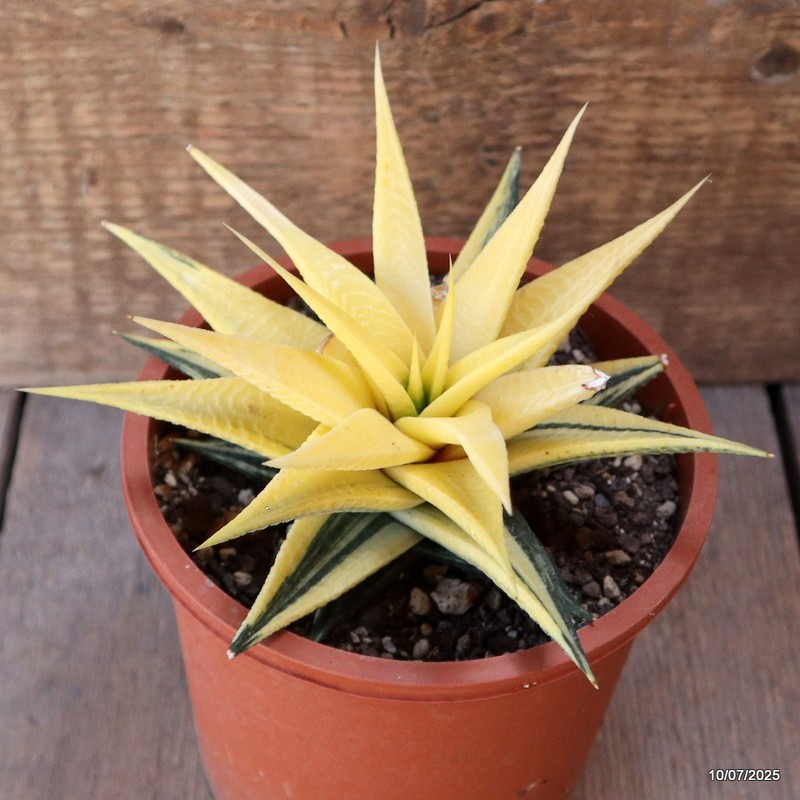 D5198 HAWORTHIA LIMIFOLIA VARIEGATED pot13-H9-W14 cm MaMa Cactus