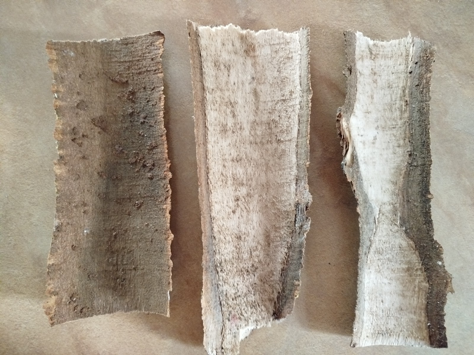 3x large Aspen bark 2026 organic natural dried Populus tremula Eco for Terrarium