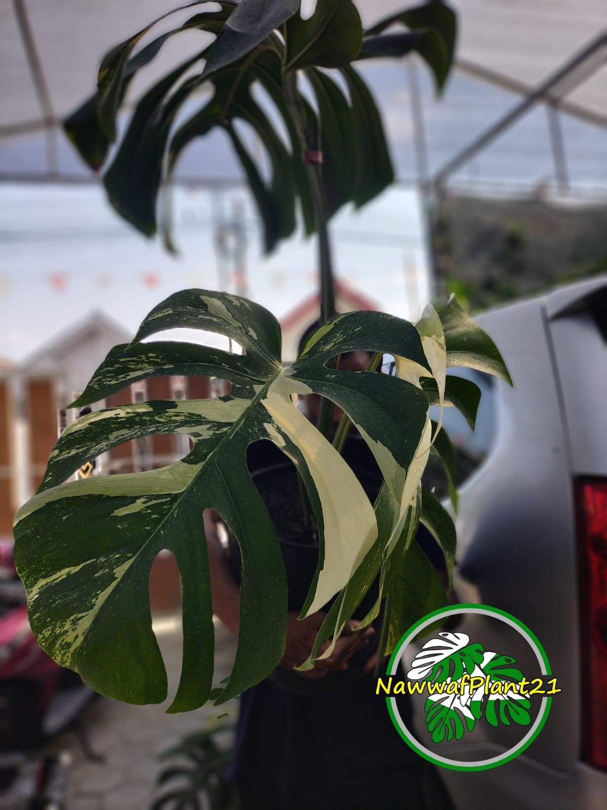 Monstera Jungle Mint Variegated Mature Real Picture Big Size 3 Leaf