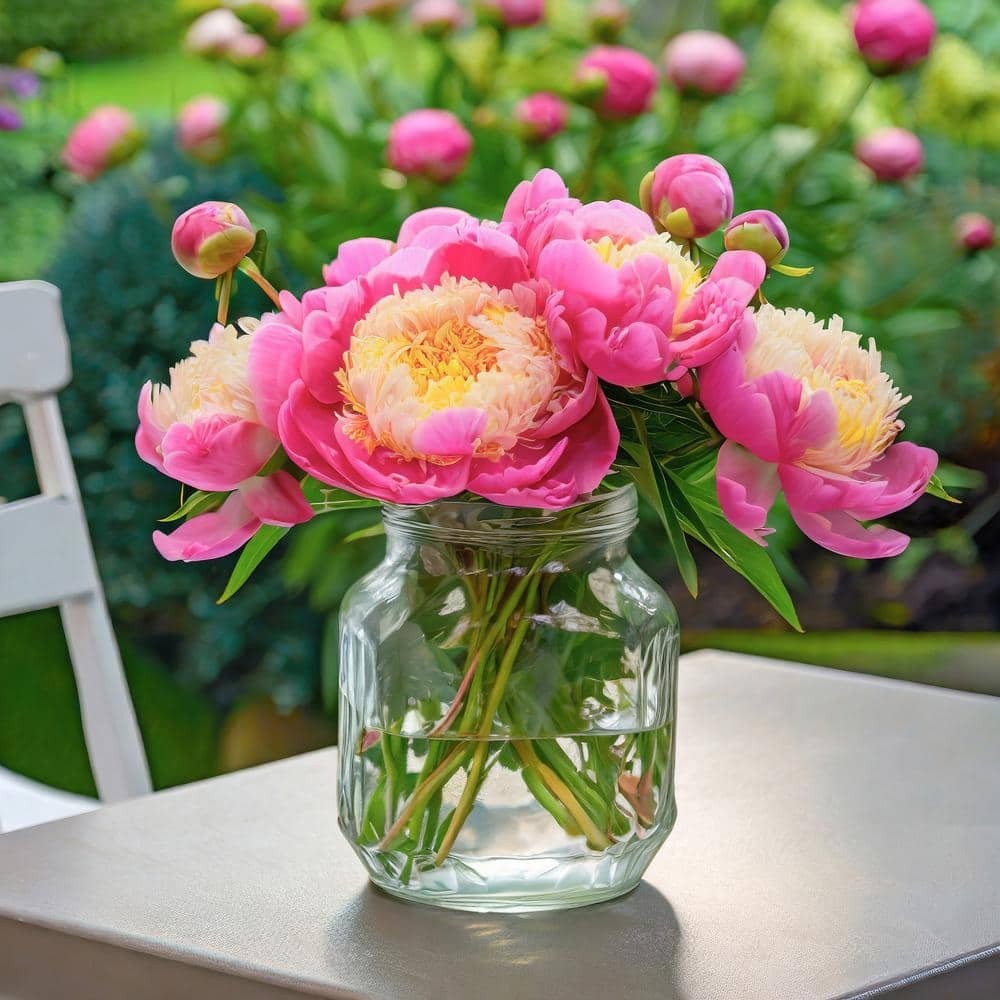 3-Pack Bowl of Beauty Peony Bare Root Bulbs, 2/3 Eyes, Live Plants NEW