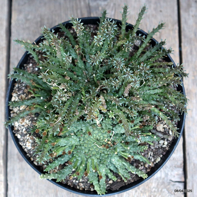 D313 EUPHORBIA GORGONIS MULTIHEADS pot18-H12-W19 cm MaMa Cactus