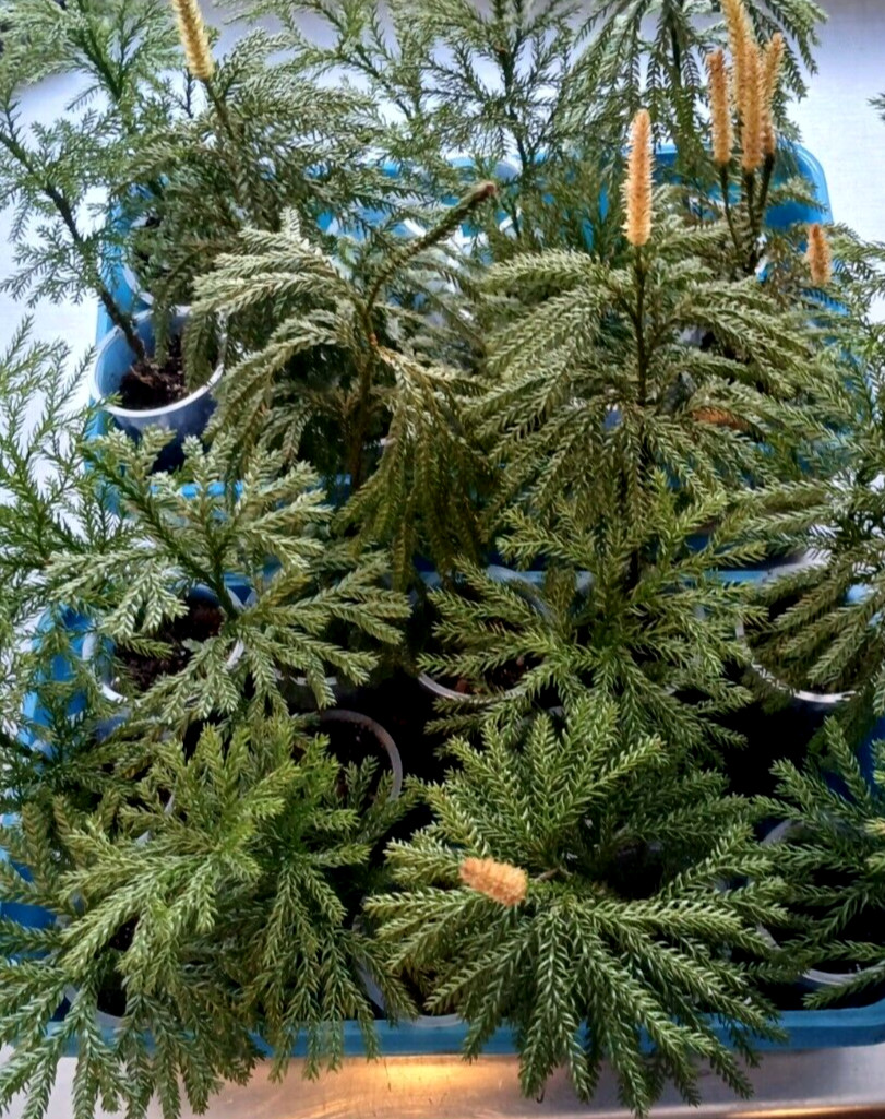 3 x Princess Pine LIVE STARTER PLANT 🪴 Christmas Wreath plants