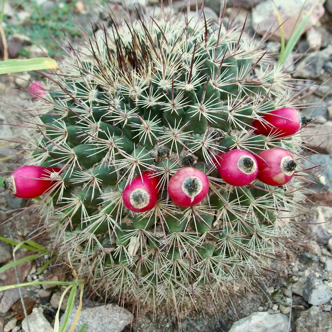 Mammillaria johnstonii SEEDS – Rare Cactus SEEDS