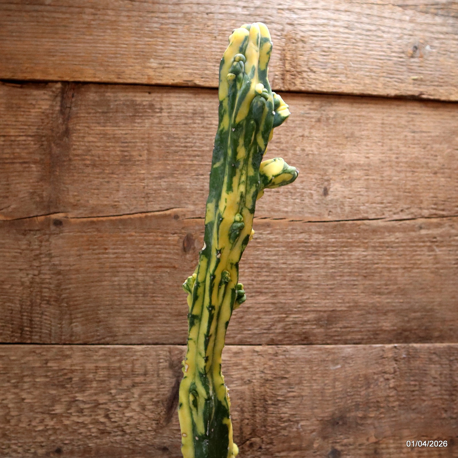 D8196 MYRTILLOCACTUS GEOMETRIZANS VARIEGATED pot12-H43-W6,5 cm MaMa Cactus