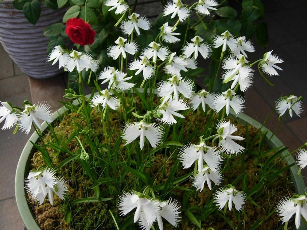 WHITE EGRET ORCHID FLOWER Habenaria Radiata Viable Seeds Plant Garden