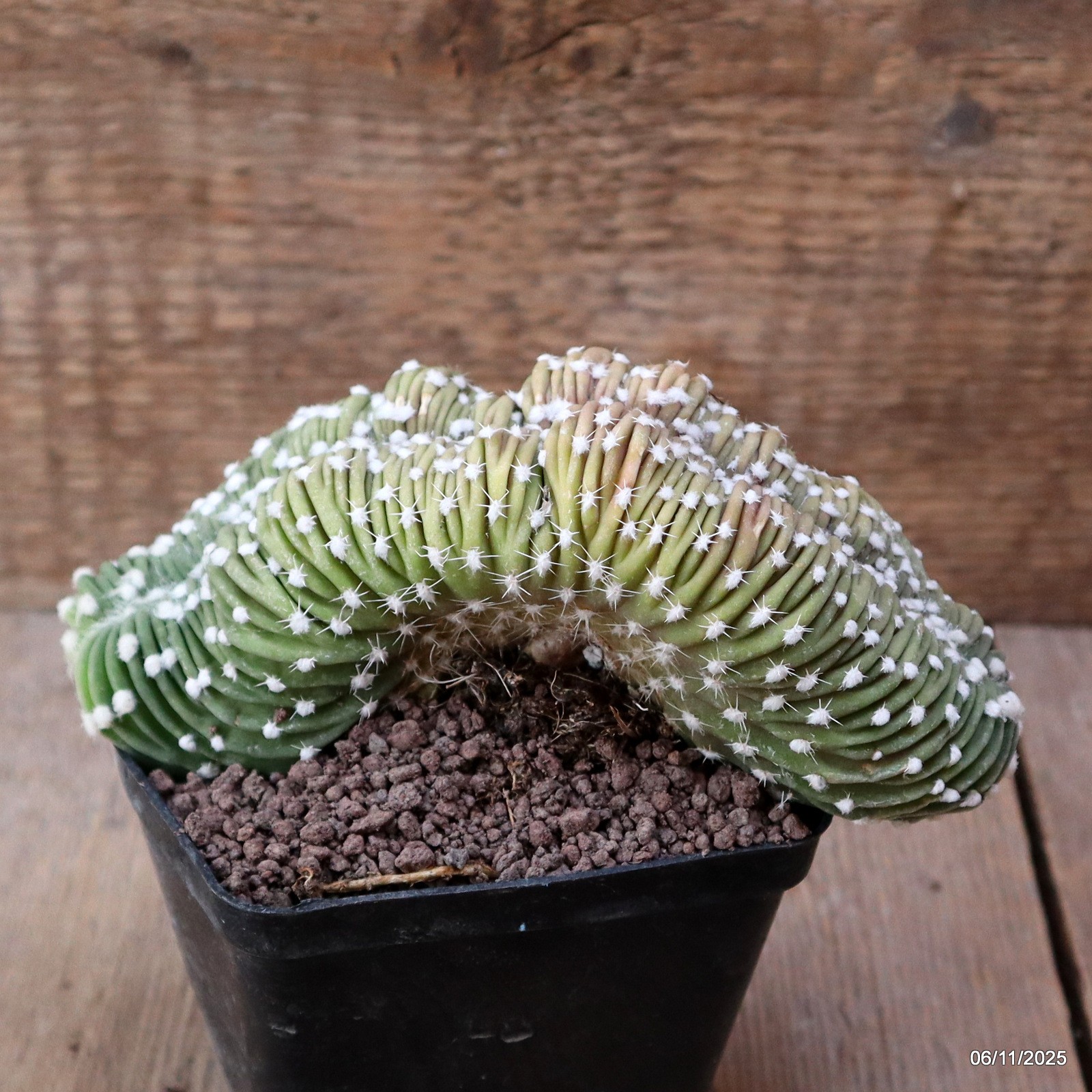 D7314 ECHINOPSIS SUBDENUDATA CRESTED pot9-H8-W16 cm MaMa Cactus