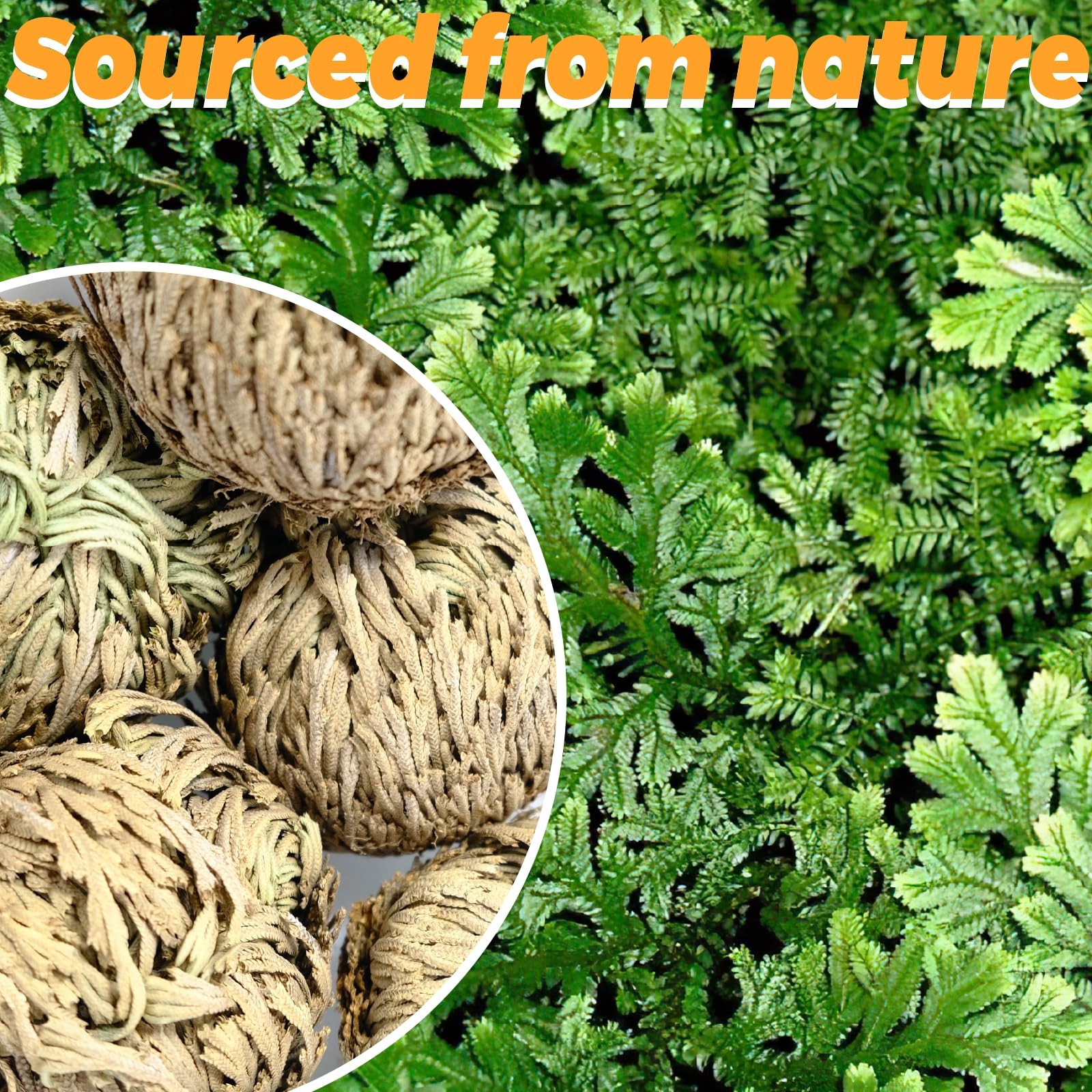 8 Pack Rose of Jericho Resurrection Plants, Large 2+ Inch Rosa de Jerico Orig…