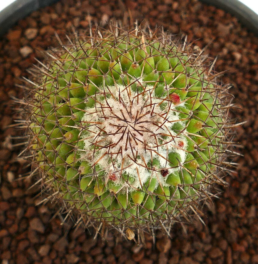 Mammillaria polythele (Guanajuato, Mexico) –