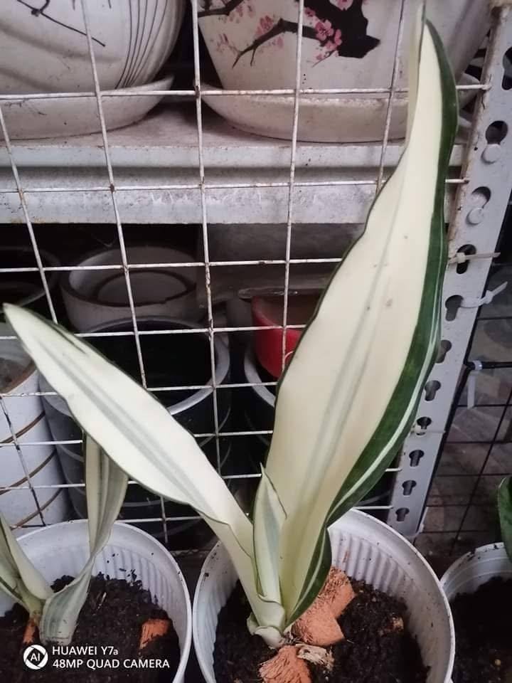 Sansevieria Beauty Queen Rare Uniqe Plant