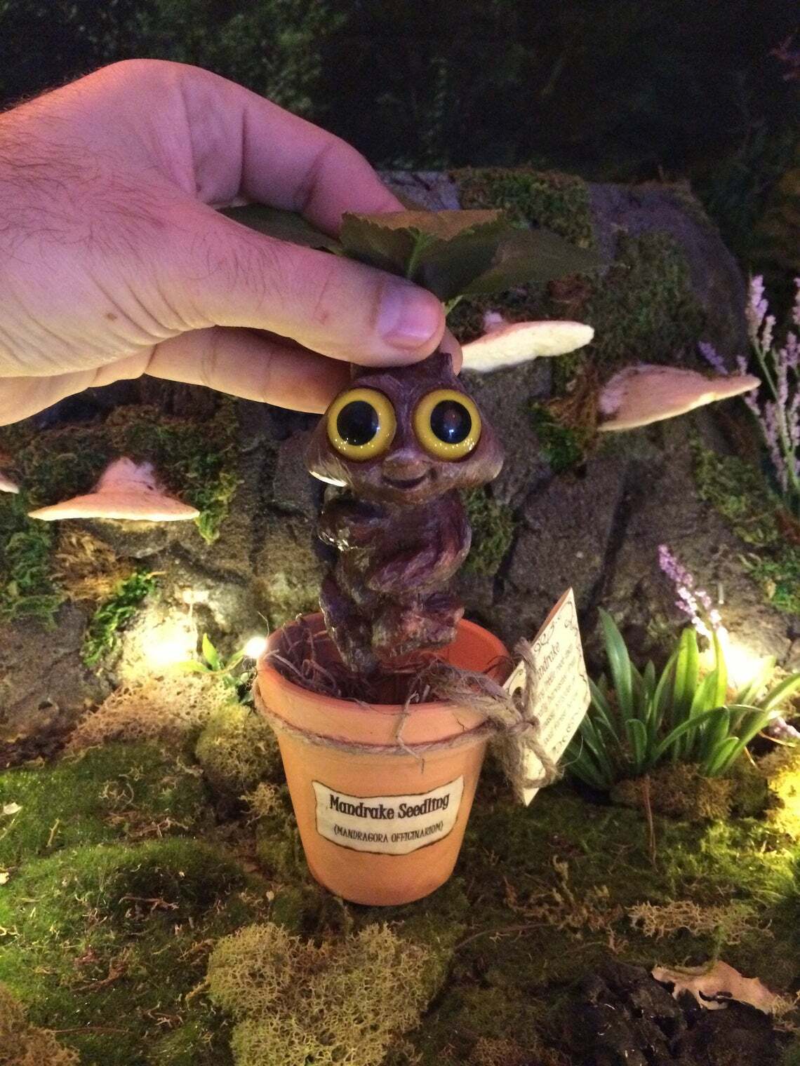 Mandrake Plant Seedling – Adorable Magical Root In A Small Terracotta Pot