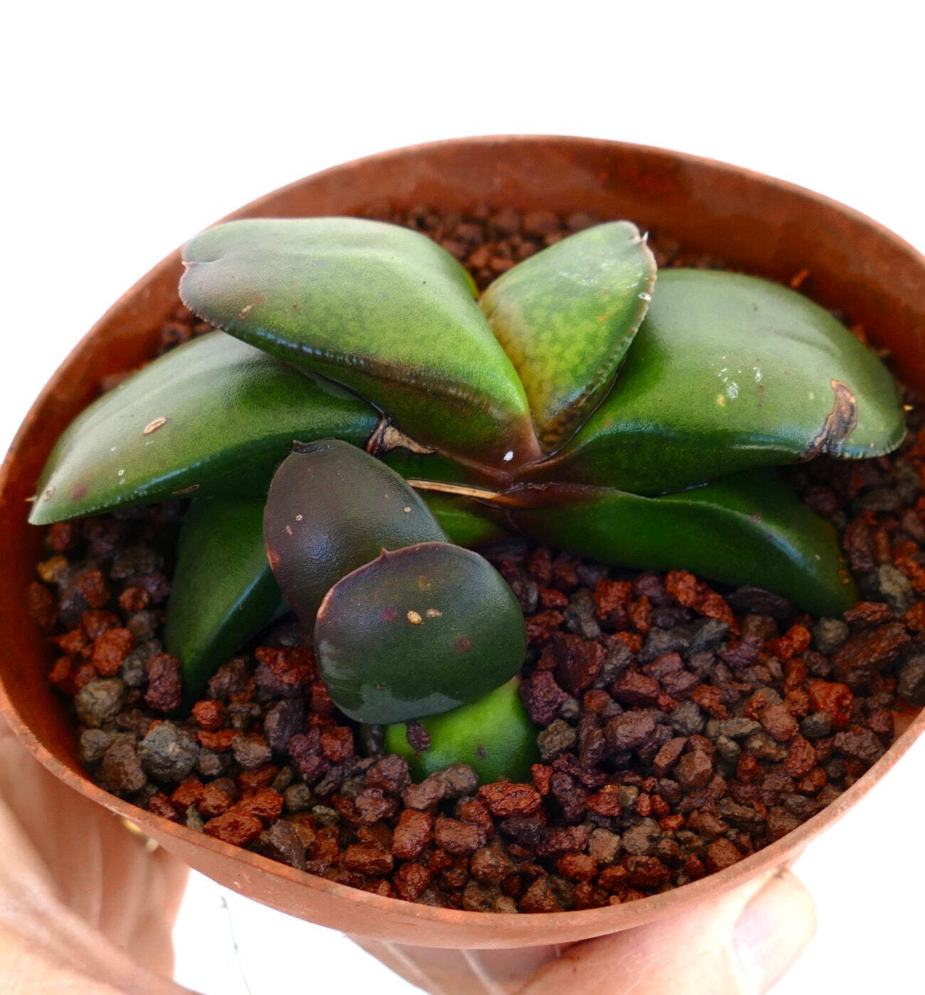 Gasteria pillansii cv 滑らか肌 GREEN WITH OFFSET – Namaqua gasteria | Pillans’ gaste