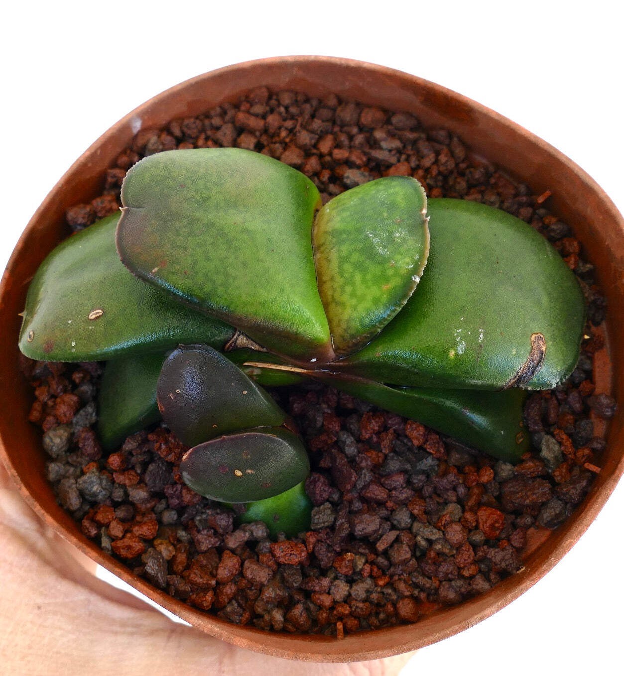 Gasteria pillansii cv 滑らか肌 GREEN WITH OFFSET – Namaqua gasteria | Pillans’ gaste