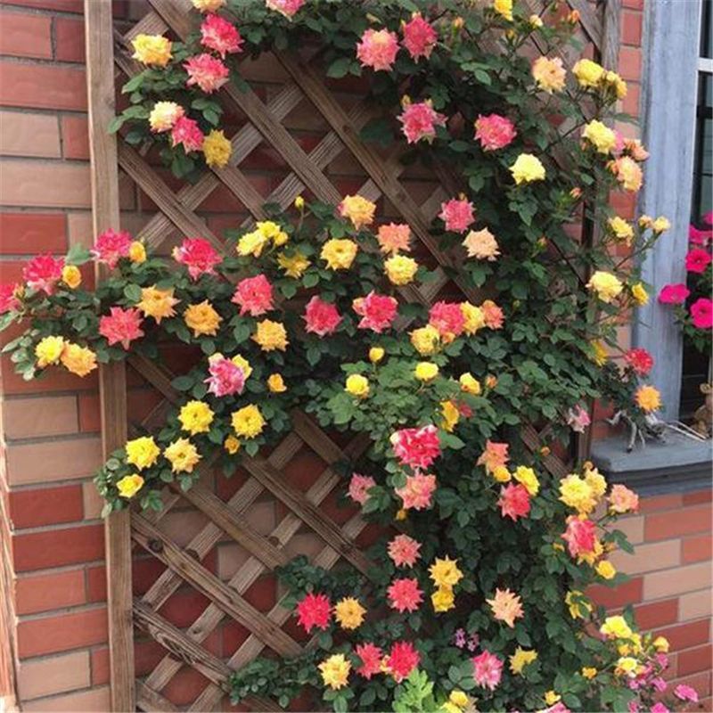 (10) CLIMBER ROSE SEEDS perennial flower garden climbing plant USA SELLER TRACK