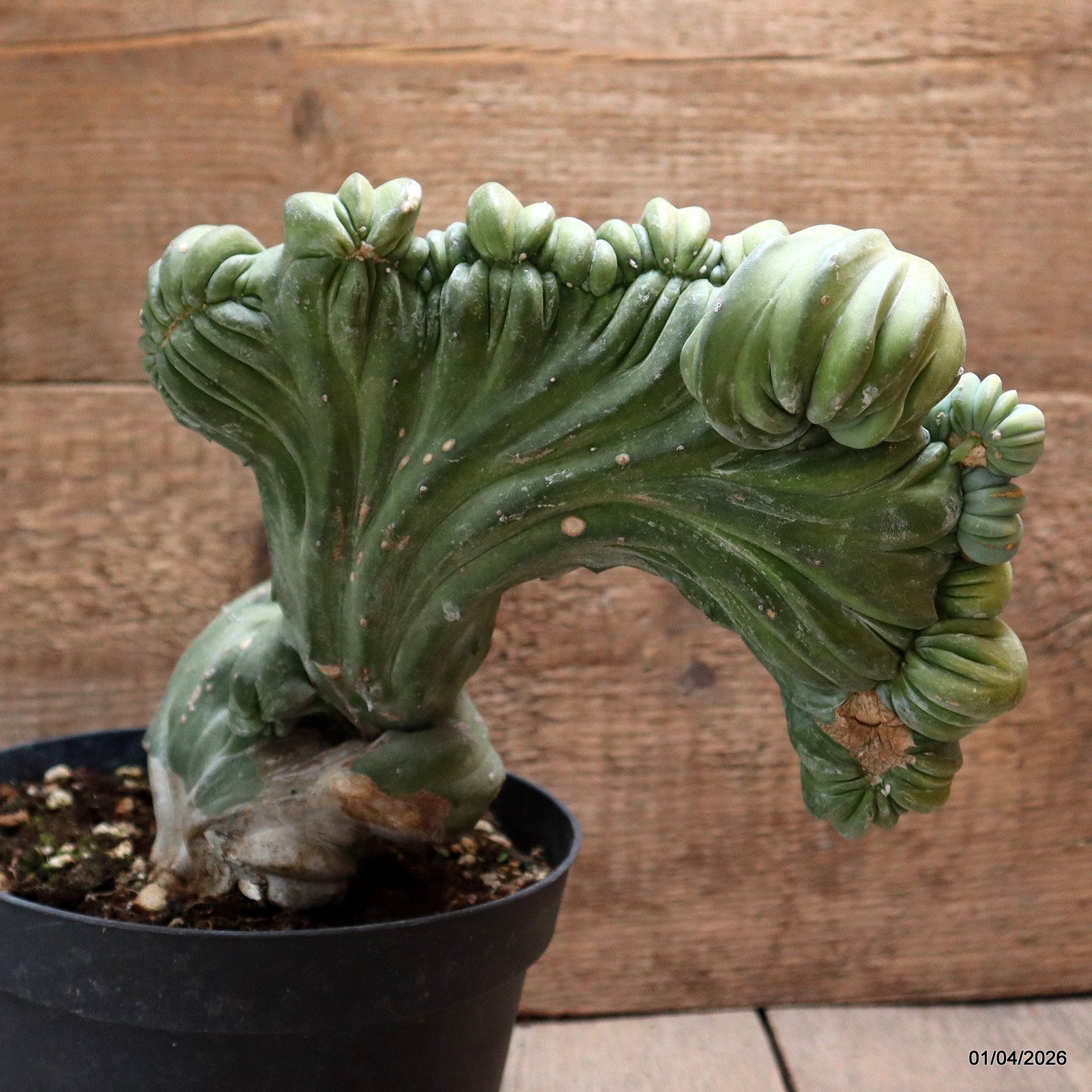 D8193 MYRTILLOCACTUS GEOMETRIZANS CRESTED pot18-H21-W33 cm MaMa Cactus