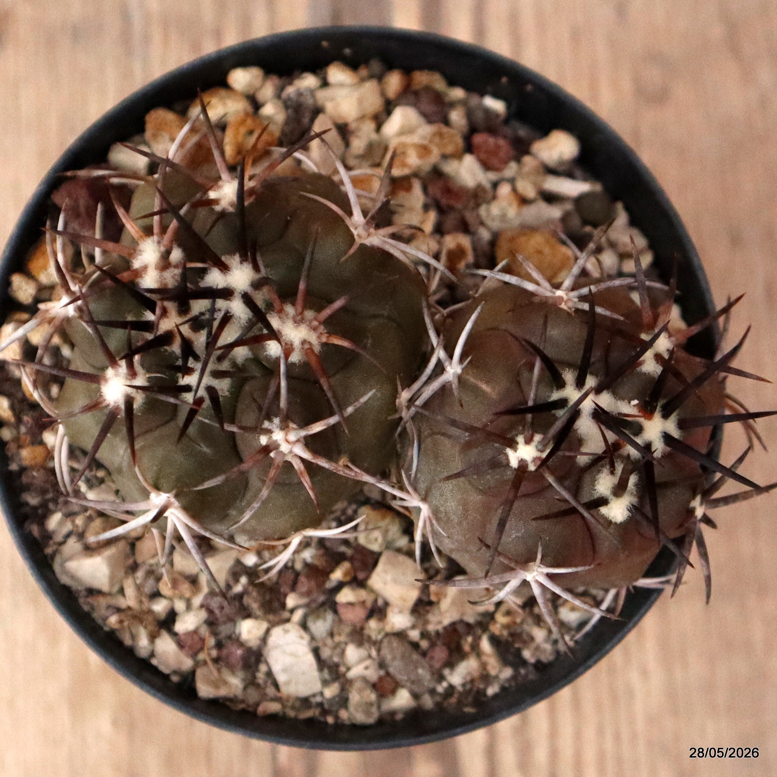 D6318 COPIAPOA ECHINOIDES DICHOTOMIC pot10-H5-W9 cm MaMa Cactus