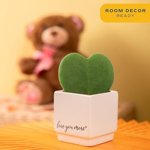 Live Plant in Decorative 4-5 Inches Tall Cute Décor Love Plant Pot Hoya Heart