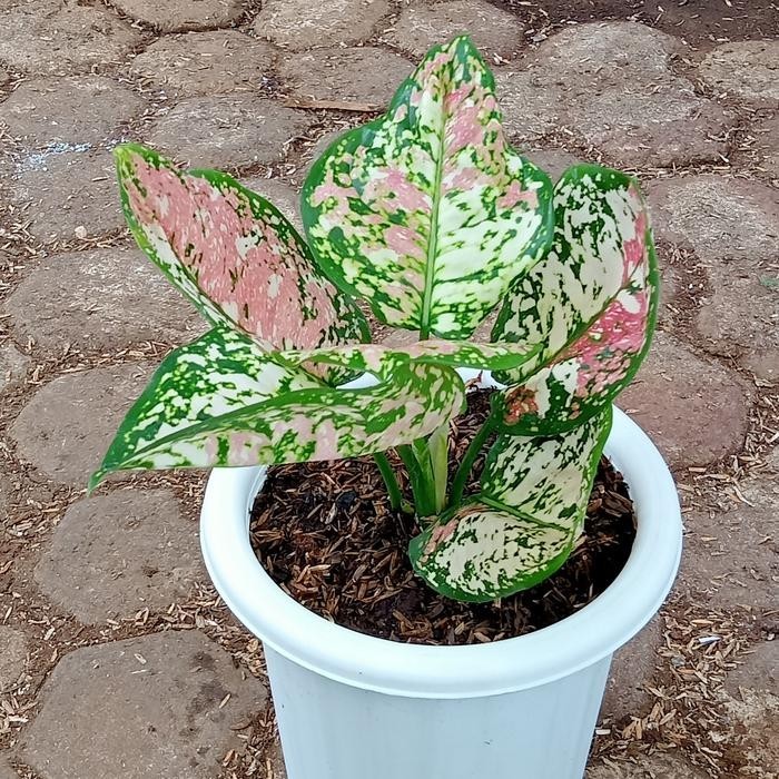 Aglaonema Tricolor – Pink White Green Spotted Foliage Live Plant Grow in Pot