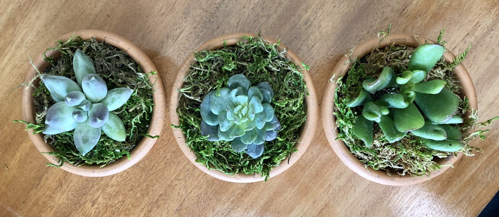 Three Live Potted Succulent Arrangement in Terracotta Planters