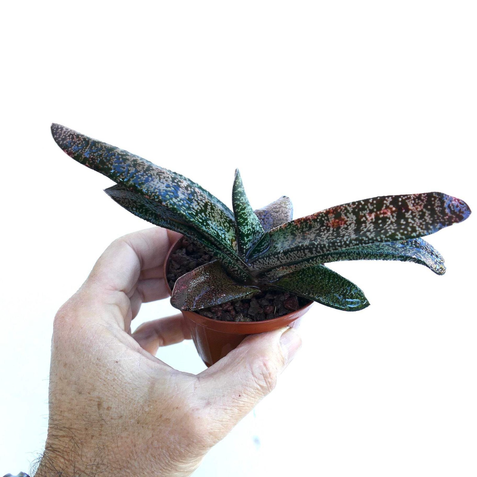 Gasteria batesiana x carinata SELECTED FORM – Ox tongue | Lawyer’s tongue