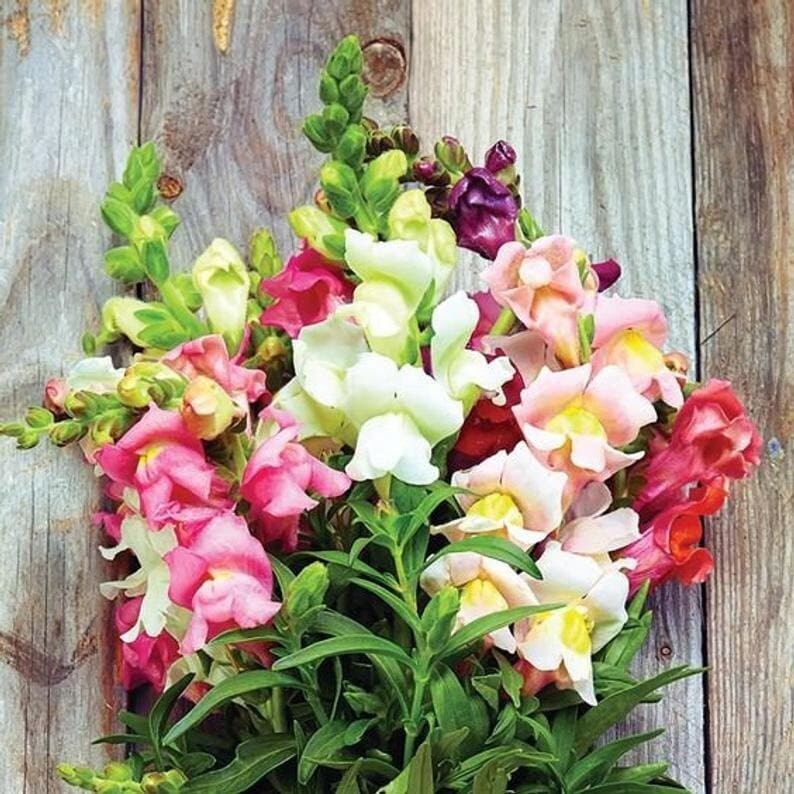 1000 Pcs Cute Heirloom Snapdragon Flower Seeds