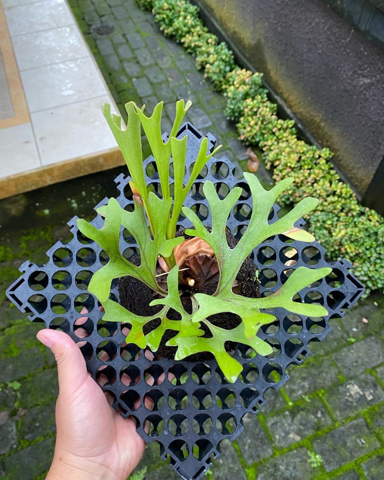 Platycerium Ridleyi + Phytosanitary Cert