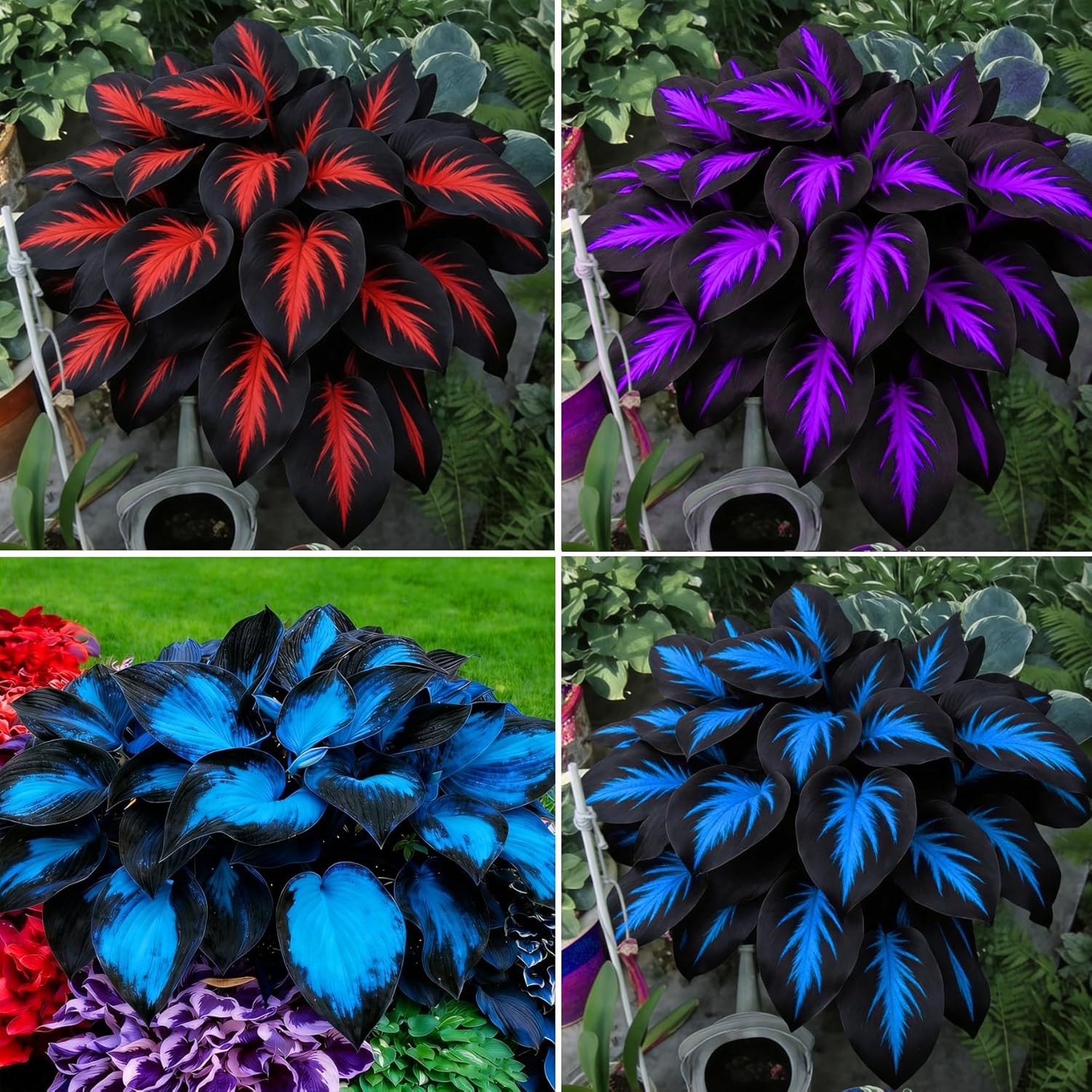 Hosta Seeds for Planting, 290+pcs Rare Perennial Hosta Flower Seeds Plants, Non-