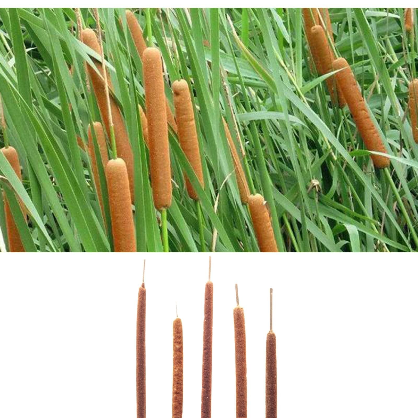 Dried Natural Cattails Jumbo Size For DIY Floral Decor 0.75×24 Inch 20 PCS