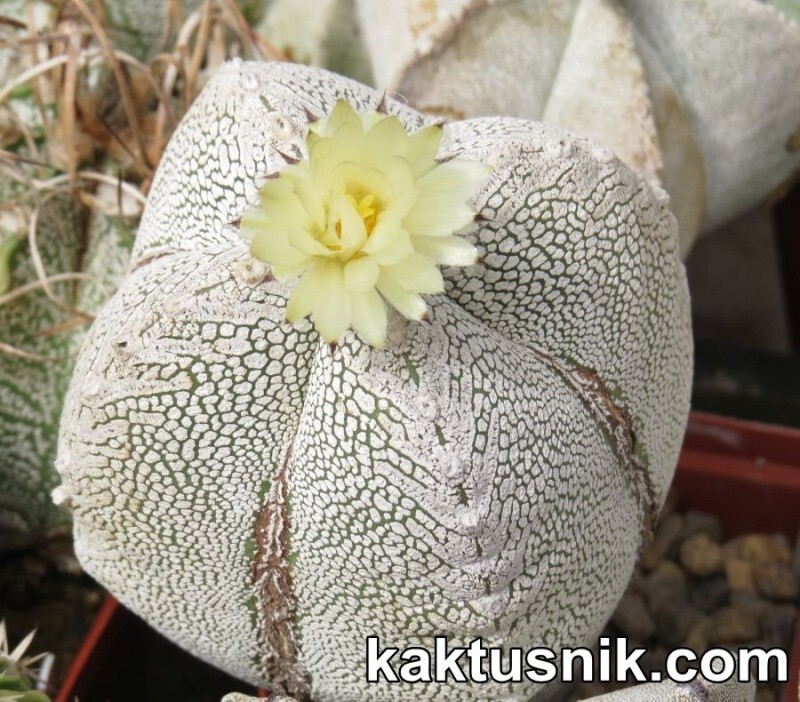 Astrophytum myriostigma mix 20seeds harvest 2025