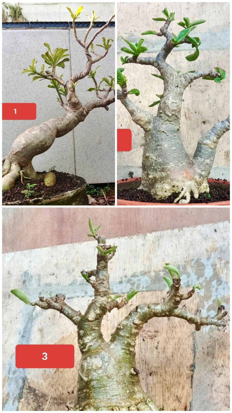 Wholesale 3 Adenium Cutting, RCN, Character, tropical plant,