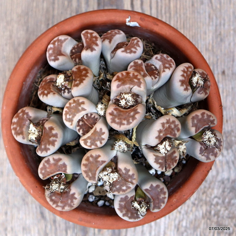 A7169 LITHOPS HALLII CLUSTER pot14-H7-W13 cm MaMa Cactus