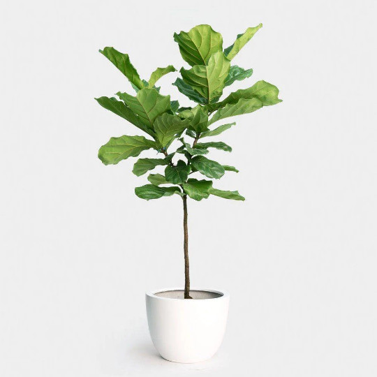 FICUS LYRATA Large Leaf Fig 6″ Pot| LIVE Indoor & Outdoor Tropical House Plant