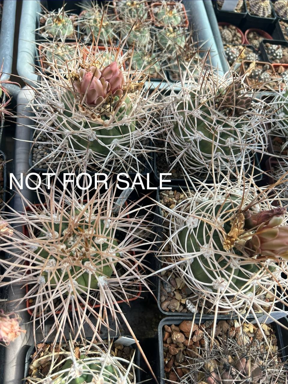 A50-1180 Gymnocalycium polycephalum, own root seedlings, 2 pieces