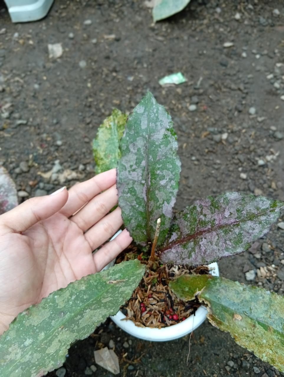 Real Picture Hoya Undulata Red Splash