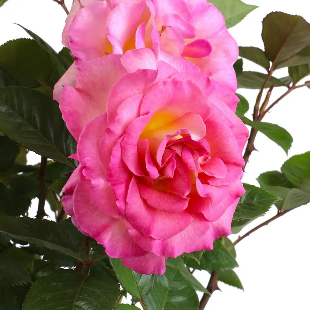 My Bouquet 8 Qt. Rose Pink and Gold Blossom (Julie Andrews)