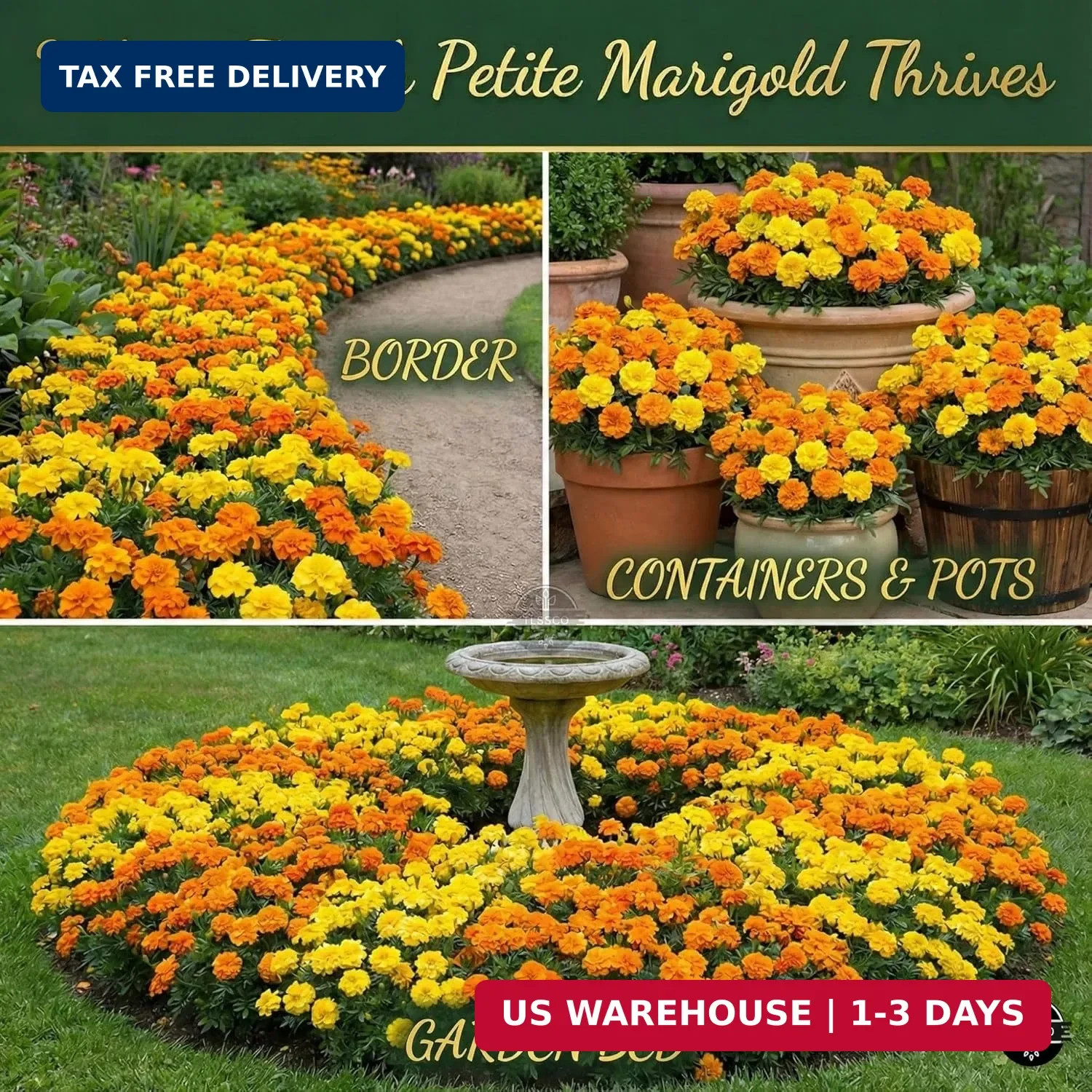 1450+ French Petite Marigold Seeds, Pack for 2026 USA Premium Multi
