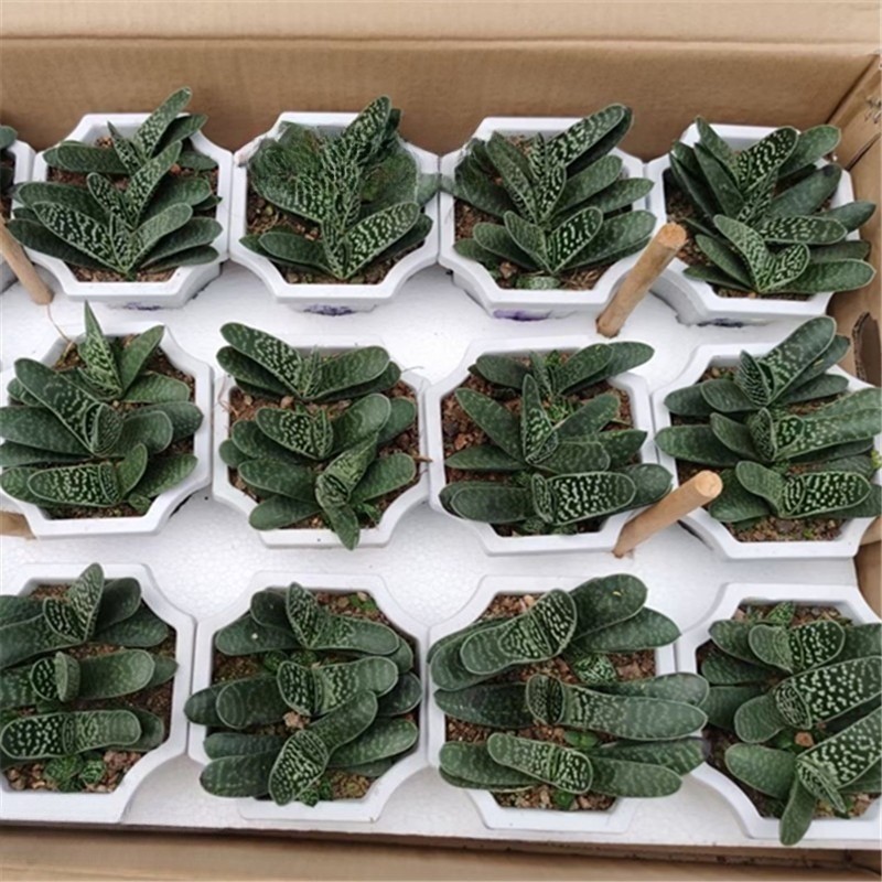 Gasteria Gracilis Gasteria Glomerata Succulent Cactus Plant